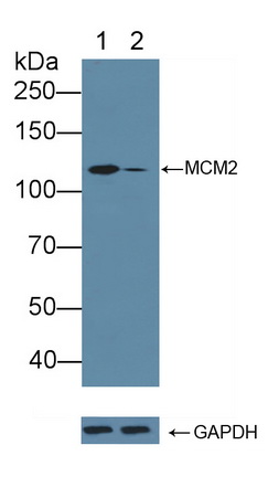 Polyclonal Antibody to Minichromosome Maintenance Deficient 2 (MCM2)