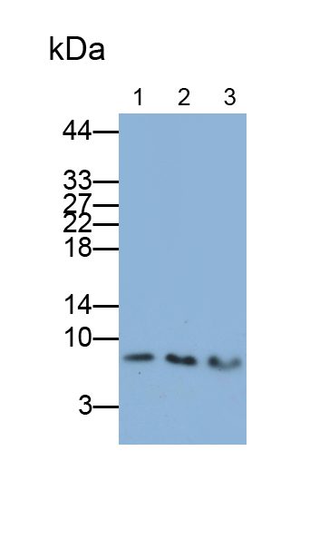 Polyclonal Antibody to S100 Calcium Binding Protein A6 (S100A6)