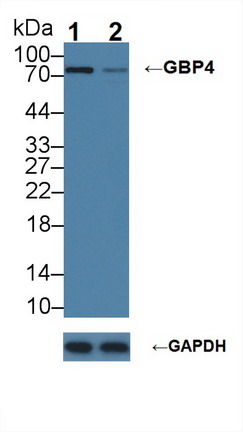 Polyclonal Antibody to Guanylate Binding Protein 4 (GBP4)