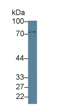 Polyclonal Antibody to Guanylate Binding Protein 4 (GBP4)