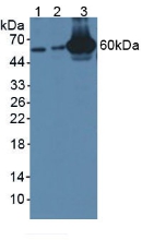 Polyclonal Antibody to Guanylate Binding Protein 4 (GBP4)