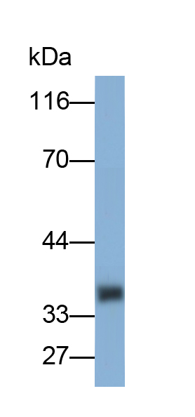 Polyclonal Antibody to Bone Marrow Stromal Cell Antigen 2 (BST2)