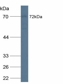 Polyclonal Antibody to CUB Domain Containing Protein 1 (CDCP1)