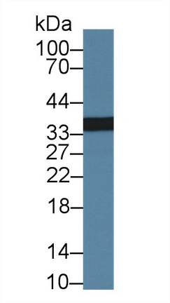 Polyclonal Antibody to Phospholipid Scramblase 1 (PLSCR1)