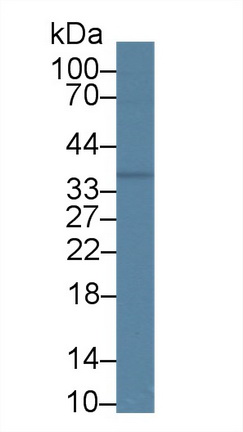 Polyclonal Antibody to Phospholipid Scramblase 1 (PLSCR1)