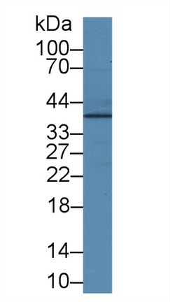 Polyclonal Antibody to Junctional Adhesion Molecule 2 (JAM2)