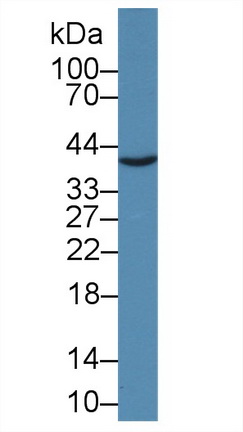 Polyclonal Antibody to Junctional Adhesion Molecule 2 (JAM2)