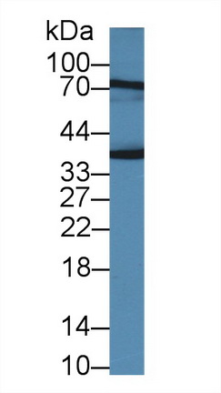 Polyclonal Antibody to Junctional Adhesion Molecule 2 (JAM2)