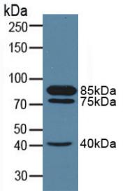 Polyclonal Antibody to Neprilysin (CD10)