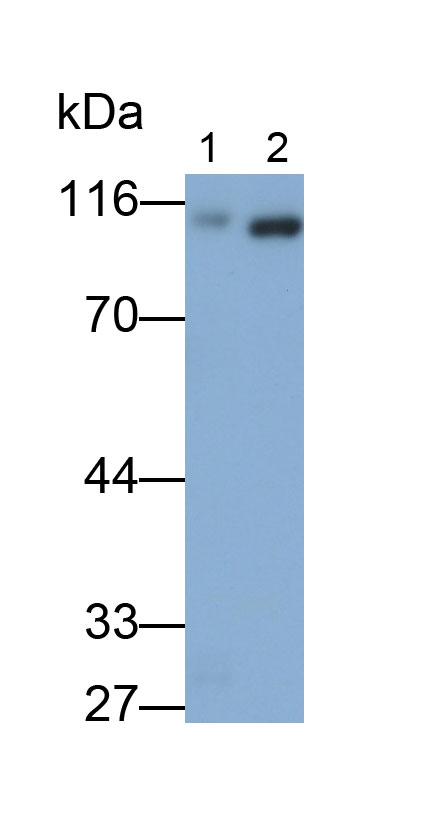 Polyclonal Antibody to Neprilysin (CD10)