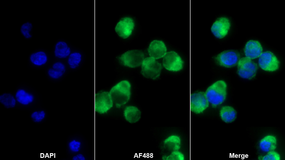 Polyclonal Antibody to Sialic Acid Binding Ig Like Lectin 7 (SIGLEC7)