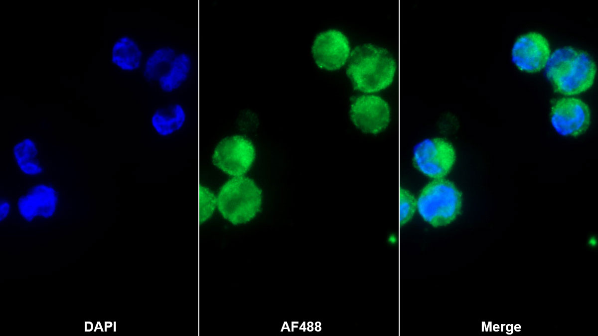 Polyclonal Antibody to Sialic Acid Binding Ig Like Lectin 7 (SIGLEC7)