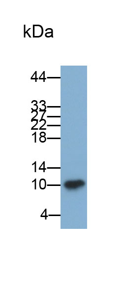 Polyclonal Antibody to S100 Calcium Binding Protein A8 (S100A8)