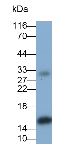 Polyclonal Antibody to S100 Calcium Binding Protein A9 (S100A9)