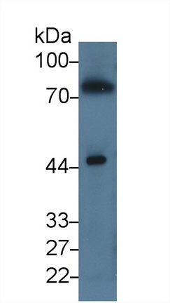 Polyclonal Antibody to Prekallikrein (PK)