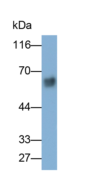 Polyclonal Antibody to High Molecular Weight Kininogen (HMWK)