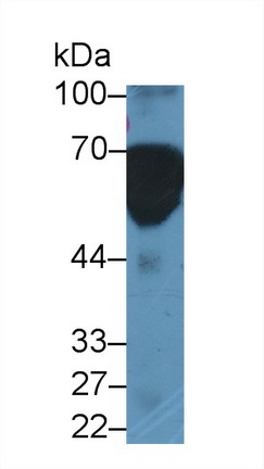 Polyclonal Antibody to High Molecular Weight Kininogen (HMWK)