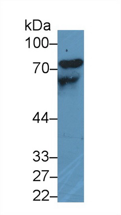 Polyclonal Antibody to High Molecular Weight Kininogen (HMWK)