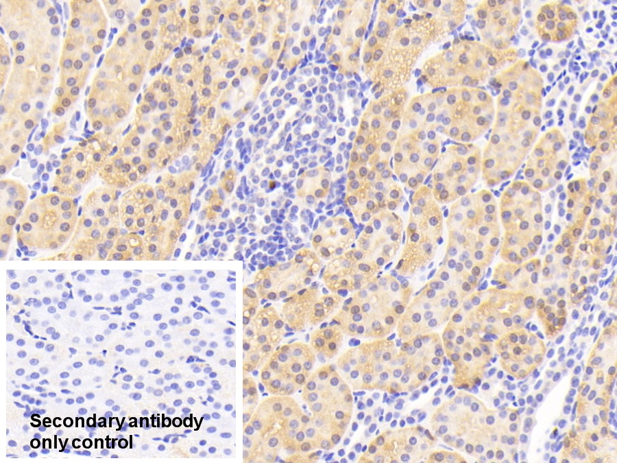 Polyclonal Antibody to High Molecular Weight Kininogen (HMWK)