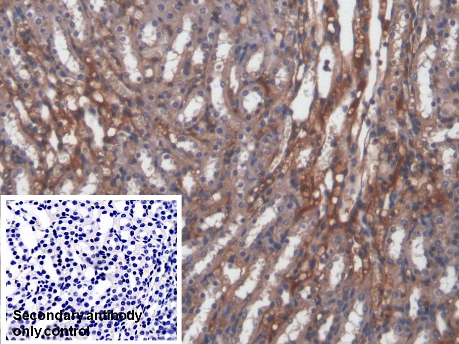 Polyclonal Antibody to High Molecular Weight Kininogen (HMWK)