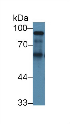 Polyclonal Antibody to High Molecular Weight Kininogen (HMWK)