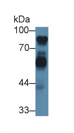 Polyclonal Antibody to High Molecular Weight Kininogen (HMWK)