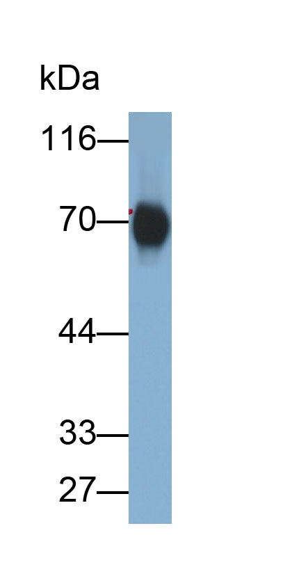 Polyclonal Antibody to High Molecular Weight Kininogen (HMWK)