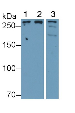 Polyclonal Antibody to Serine/threonine-protein kinase mTOR (mTOR)