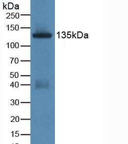 Polyclonal Antibody to Jagged 1 (JAG1)