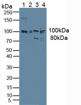 Polyclonal Antibody to Jagged 1 (JAG1)