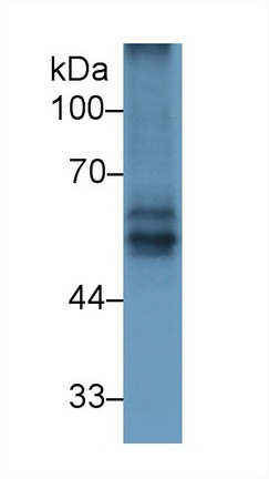 Polyclonal Antibody to Beta Secretase 2 (BACE2)