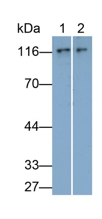 Polyclonal Antibody to Nuclear Factor Kappa B2 (NFkB2)