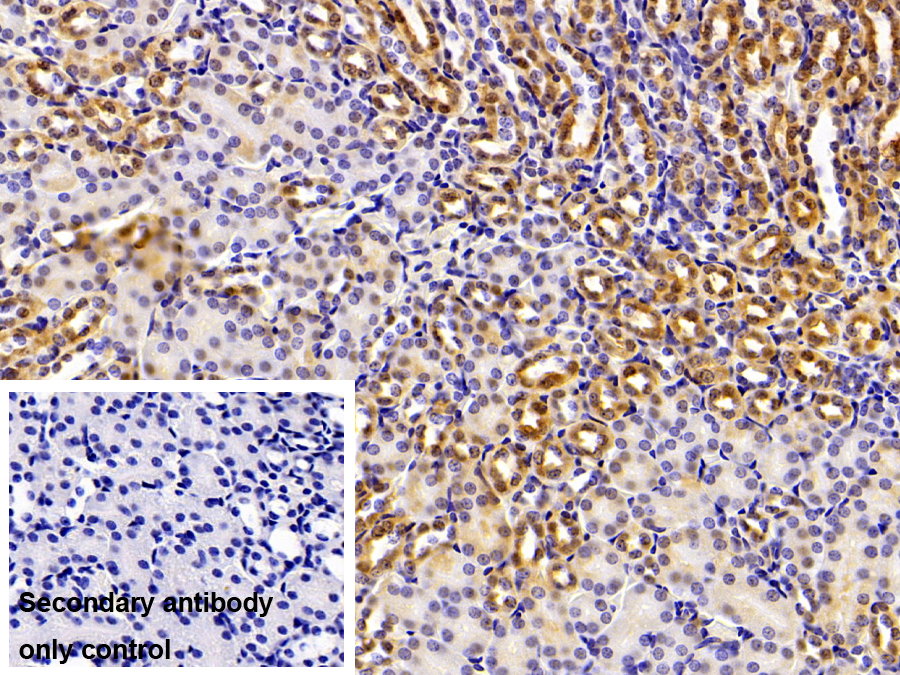 Polyclonal Antibody to V-Rel Reticuloendotheliosis Viral Oncogene Homolog B (RELB)