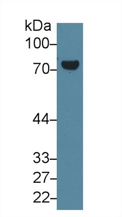 Polyclonal Antibody to Transglutaminase 2 (TGM2)