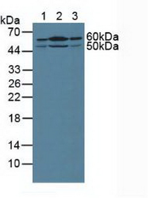 Polyclonal Antibody to Hedgehog Homolog, Sonic (SHH)