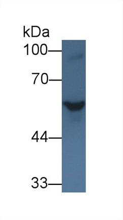 Polyclonal Antibody to Hedgehog Homolog, Sonic (SHH)