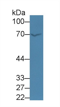 Polyclonal Antibody to Coagulation Factor XI (F11)