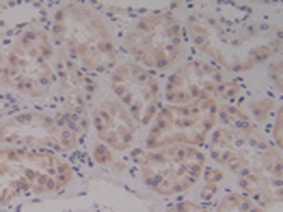 Polyclonal Antibody to Netrin 4 (Ntn4)