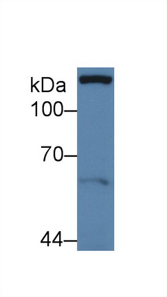 Polyclonal Antibody to Paxillin (PXN)