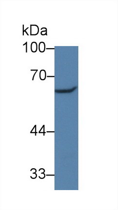 Polyclonal Antibody to Paxillin (PXN)