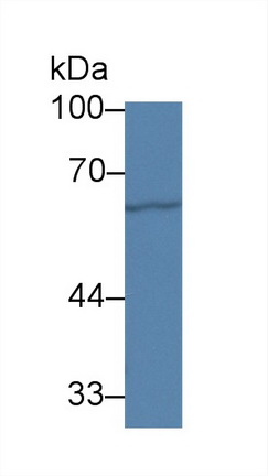 Polyclonal Antibody to Paxillin (PXN)