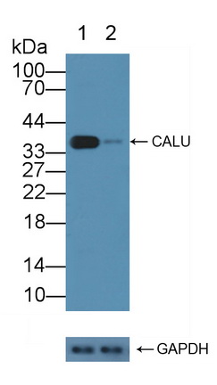 Polyclonal Antibody to Calumenin (CALU)