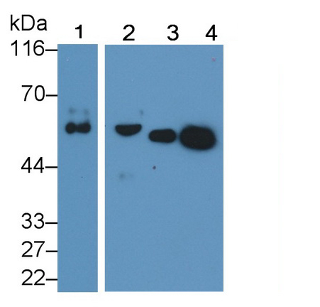 Polyclonal Antibody to Fetuin B (FETUB)