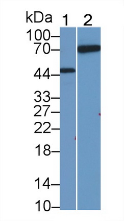 Polyclonal Antibody to Neuregulin 1 (NRG1)