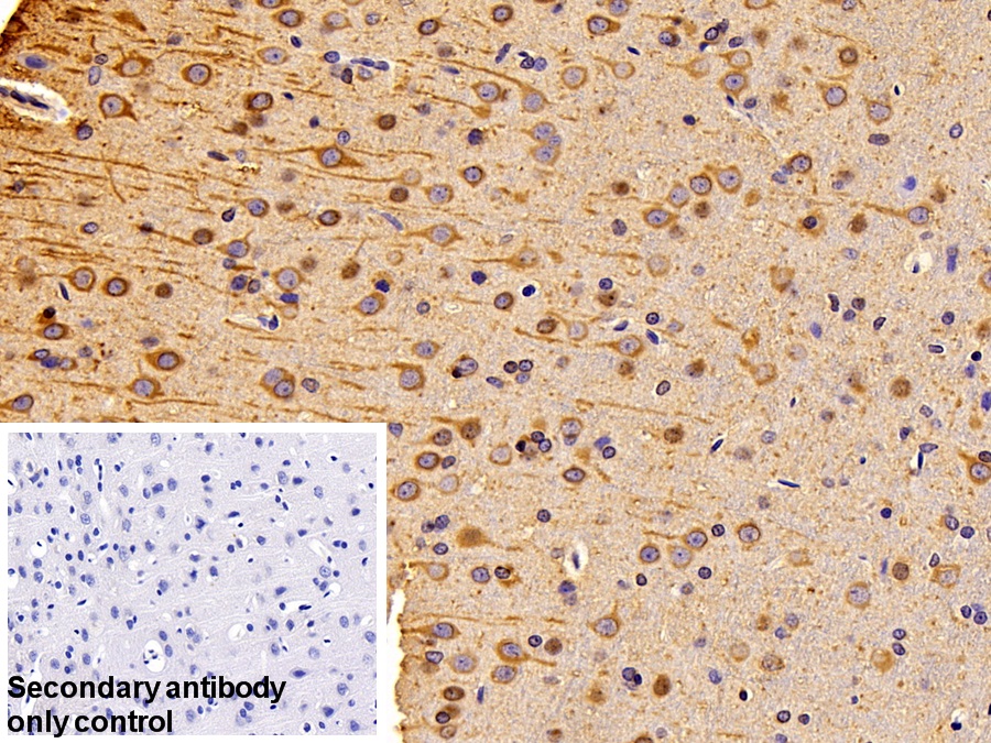 Polyclonal Antibody to Tubulin Beta (TUBb)