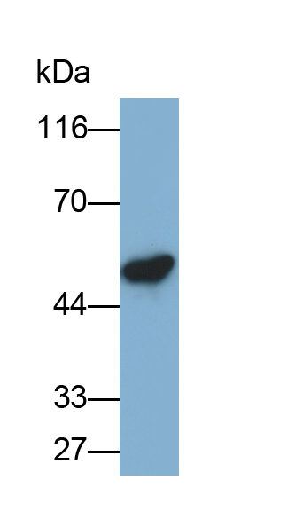 Polyclonal Antibody to Tubulin Beta (TUBb)