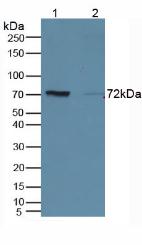 Polyclonal Antibody to Cluster Of Differentiation 19 (CD19)