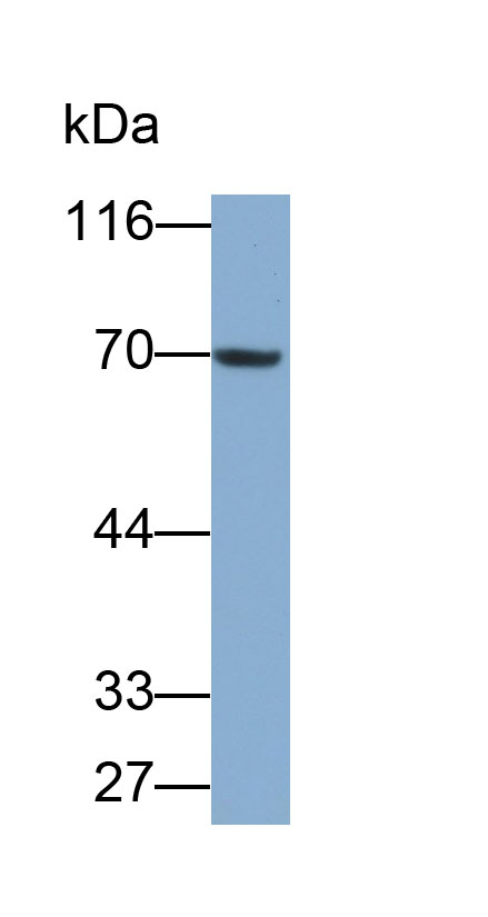 Polyclonal Antibody to Cluster Of Differentiation 19 (CD19)