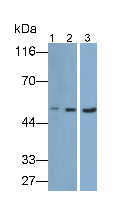 Polyclonal Antibody to Cluster Of Differentiation 19 (CD19)