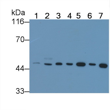 Polyclonal Antibody to Coagulation Factor VII (F7)